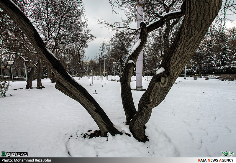 تصاویر:: بارش برف در تهران